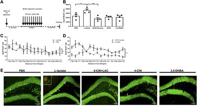 L-Lactate Promotes Adult Hippocampal Neurogenesis